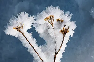 Achillea: Yarrow