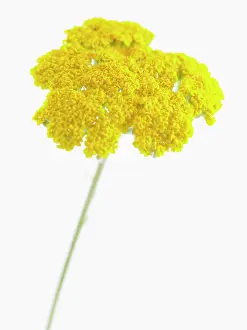 Achillea: Yarrow