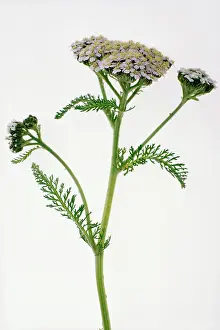 Millefolium: Yarrow