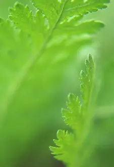 Achillea: Yarrow