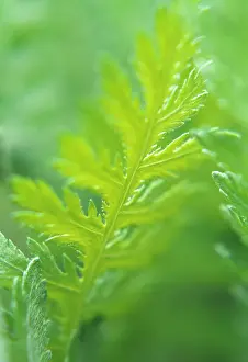 Achillea: Yarrow