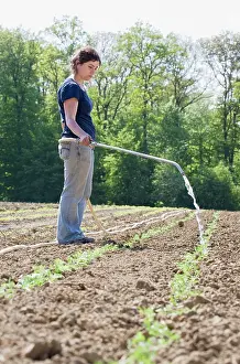 Sprouting: Yarrow
