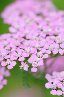 Umbellifer: Yarrow
