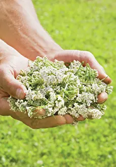 Giving: Yarrow