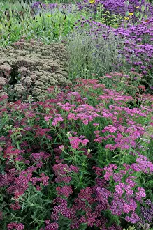 Combinations: Yarrow