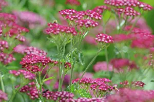 Achillea: Yarrow