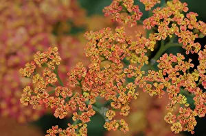 Achillea: Yarrow