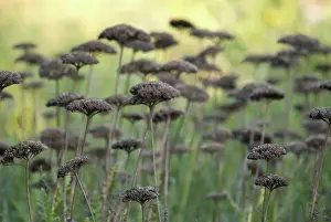 Maturing: Yarrow