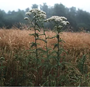 Yarrows: YARROW