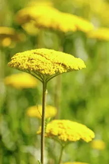 Coronation: Yarrow, Achillea Coronation Gold, Yellow coloured fllower
