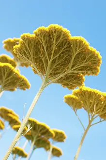 Coronation: Yarrow, Achillea Coronation Gold, Several flat
