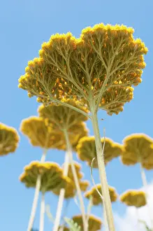 Coronation: Yarrow, Achillea Coronation Gold, Several flat