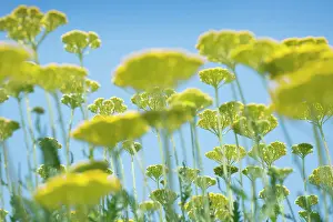 Stems: Yarrow, Achillea filipendulina Gold Plate, multiple stems
