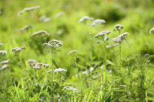 Aromatherapy: Yarrow, Achillea millefolium, Growing wild in a