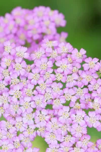 Millefolium: Yarrow, Achillea millefolium Pretty Belinda, Close