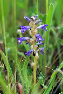 Temp: Yarrow Broomrape