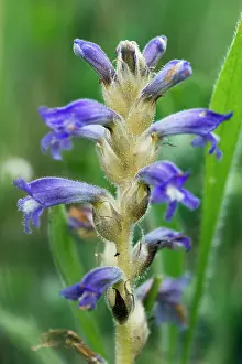 Temp: Yarrow Broomrape