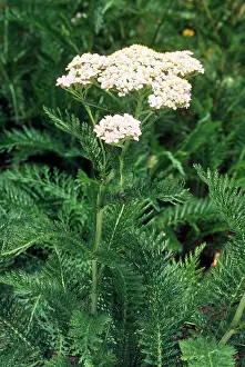 Millefolium: YARROW - in flower