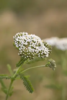 Millefolium: Yarrow - Flowering - Isles of Scilly - UK
