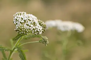 240118: Yarrow - Flowering - Isles of Scilly - UK
