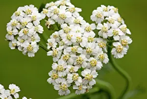 Millefolium: Yarrow - flowers in close-up