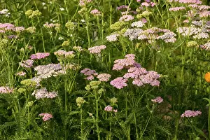 Millefolium: Yarrow, pink form