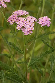 Millefolium: Yarrow, pink form