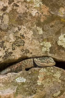 Yarrows: Yarrow's Spiny Lizard