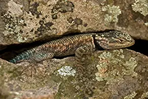 Yarrows: Yarrow's Spiny Lizard - in crevice