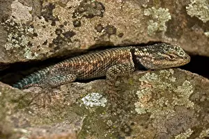 Yarrows: Yarrows Spiny Lizard (Sceloporus jarrovii) - In crevice in