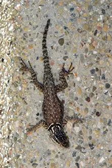 Yarrows: Yarrow's Spiny Lizard - On wall, topview