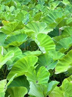 Arrowleaf: Yautia