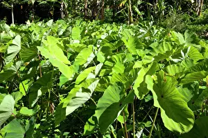 Arrowleaf: Yautia