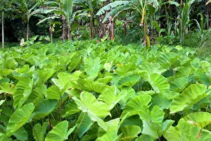 Arrowleaf: Yautia