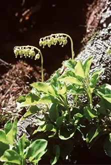 Bells: YAVERING BELLS / Toothed Wintergreen