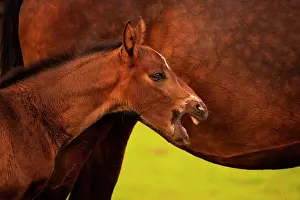 Westphalian: Yawning brown foal, Westphalian, 3 weeks, with mare