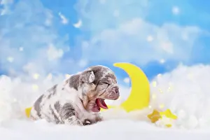 Half: Yawning French Bulldog dog puppy between fluffy