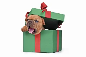 Packaging: Yawning French Bulldog puppy peaking out of green