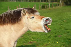 Opened: Yawning horse, Norwegian fjord horse, Schleswig-Holstein