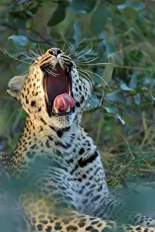 Exhausted: Yawning leopard with tongue stretched out