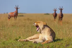 Topis: Yawning lioness (Panthera leo) and topis (Damaliscus