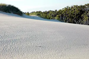 Desertification: Yeagarup Dune, 10 kms in length, encroaching on