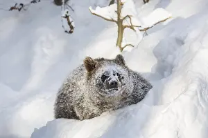 Arctos: One year old brown bear (Ursus arctos arctos) cu