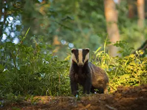 Emerges: A yearling Badger Cub (Meles meles) emerges from