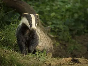 Emerges: A yearling Badger (Meles meles) emerges from her