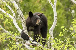 Forillon: Two years, black bear (Ursus americanus), Forillon