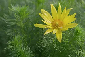 Xd6land: Yellow Adonis