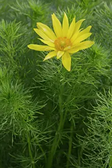 Xd6land: Yellow Adonis