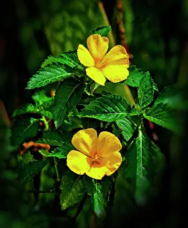 Alder: Yellow alder, Falmouth Harbor, Antigua