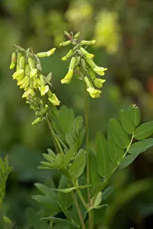 Vetch: Yellow alpine milk-vetch